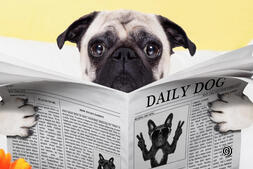 Daily Dog : des nouvelles pour vous !