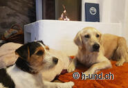 Ambiente accogliente nell'appartamento per cani.