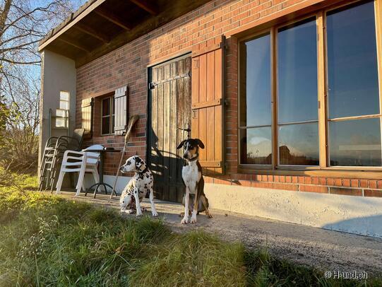 H-und.ch:Vivere la Svizzera con il proprio cane
