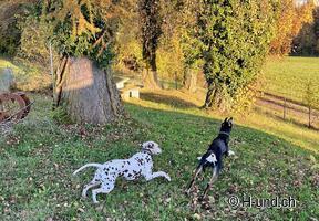 H-und.ch: vivere la Svizzera con il proprio cane