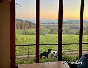 H-und.ch: vivere la Svizzera con il proprio cane