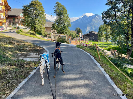 H-und.ch:Vivere la Svizzera con il proprio cane
