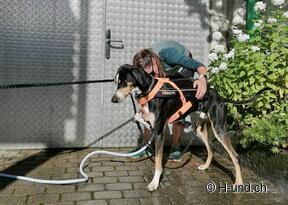 H-und.ch:Vivere la Svizzera con il proprio cane