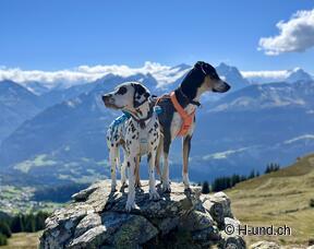 H-und.ch: vivere la Svizzera con il proprio cane