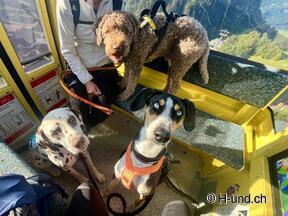 H-und.ch:Vivere la Svizzera con il proprio cane