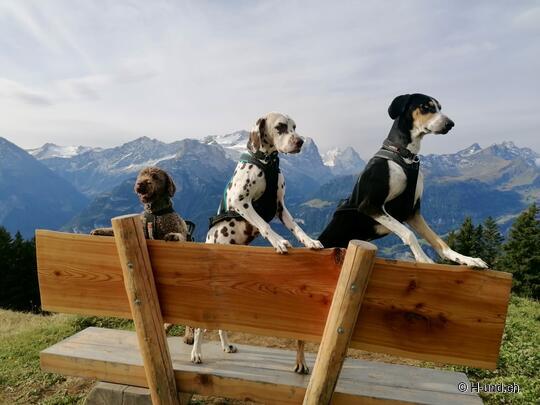 H-und.ch: vivere la Svizzera con il proprio cane