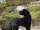 En balade au zoo avec Filou