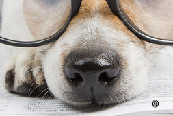 Conseils d&#039;experts : ce qu&#039;il faut savoir sur les chiens