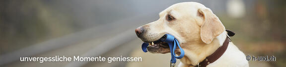 Ferrovie di montagna