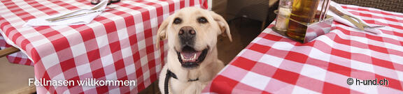 Restaurants with dog