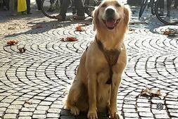 Discover Swiss city with dog: Experience adventure