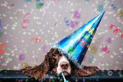 Calendrier des événements : les grands événements avec le chien