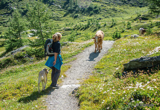 Escursioni con il cane quando si incontrano le mucche