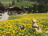 Reka-Dog Unterkunft in Rougemont
